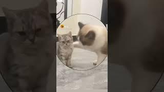 cat's love.... | FUNNY GENIX