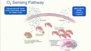 Testing Strategies for Evaluating Patients with Hereditary Causes of Erythrocytosis