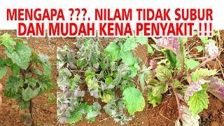 Mengapa‼️ NILAM Tidak Tumbuh Subur & Mudah Sakit