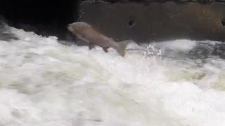 JUMPING STEELHEAD (GET OUTSIDE OHIO)