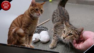 KITTIES IN A HUSKY HOUSE!