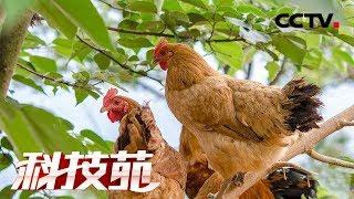 《科技苑》“飞”鸡住进“吊脚楼” 20190129 | CCTV农业