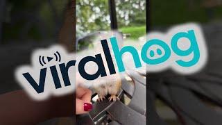 Feeding Peanuts to an Adorable Chipmunk Mom || ViralHog