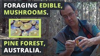 Foraging EDIBLE MUSHROOMS in Australia.