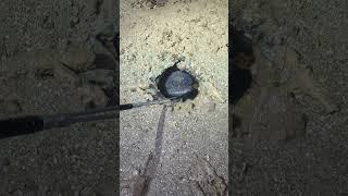 IMAGINE NEARLY STEPPING ON THIS WHILE WALKING MUD FLATS ON REMOTE PILBARA ISLAND! #fishing #scary