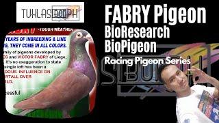 History of Fabry Pigeon - Racing Pigeon Series featuring Bio Research Bio Pigeons