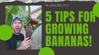 5 Easy Tips For Growing Your Own Bananas