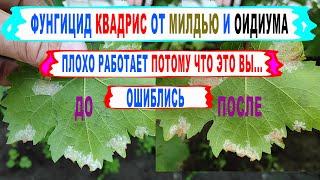  Как ПРАВИЛЬНО применять КВАДРИС на винограде чтобы  РАБОТАЛ НА 100%  Что будет без обработок.