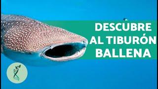 ¿Es PELIGROSO el TIBURÓN BALLENA?  (Características, Hábitat, Alimentación y Reproducción)