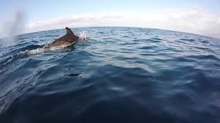 Tenerife. A Whale Heritage Site