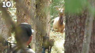 Backcountry Bulls of the High Country | Montana Archery Elk (Part 1/3)