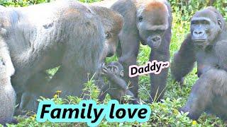 Gorilla D'jeeco family love little Ringo / D'jeeco金剛家族珍愛小成員Ringo