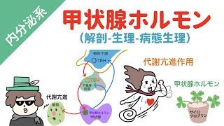 甲状腺ホルモンの作用機序（イラスト図解で分かりやすく）