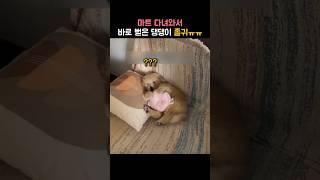 마트 다녀와서 뻗어버린 댕댕이 졸귀야 ㅠㅠ