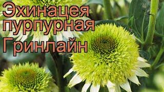 Эхинацея пурпурная Гринлайн (echinacea purpurea)  обзор: как сажать, рассада эхинацеи Гринлайн