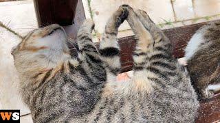 Heavy Sleeper Cat Starts Kneading As Soon As He is Awakened