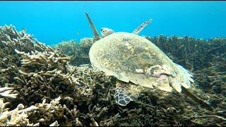 Gili Gede - Gili Asahan - Gili Goleng - Gili Layar  - Best snorkeling tour in Lombok Indonesia