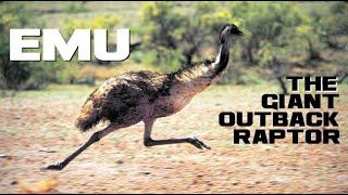 10 Emu Facts - The Giant Outback Raptor - Animal a Day E Week