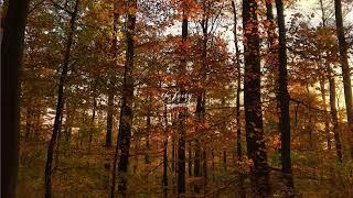 autumn forests (a quiet life playlist)