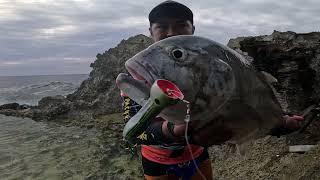 Giant Trevally on Nomad Popper