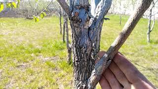 Фундук на медвежьем орехе (Córylus colúrna). Результат прививки. grafting hazelnuts