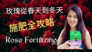 玫瑰春夏秋冬全年施肥攻略。Year round fertilizing strategy for roses.