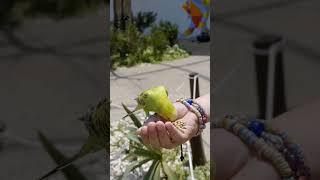 hand tame Budgies || tame Budgies || free flying budgies || GS Birds Info