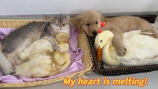 It's so funny!mother duck actually competes with ducklings for sleeping with the puppies and kittens