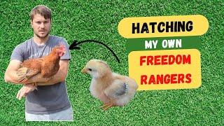 Hatching my own freedom rangers