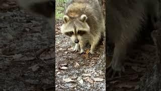 Adorable raccoon trash panda enjoying free cat food