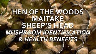 Hen Of The Woods (Maitake, Sheep's Head) Mushroom Identification & Health Benefits with Adam Haritan