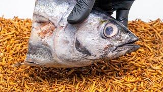 10000 Mealworms VS Fish Head | Timelapse