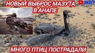 ‼️ТРАГЕДИЯ В АНАПЕ. НОВЫЙ ВЫБРОС МАЗУТА И МНОЖЕСТВО ГРЯЗНЫХ ПТИЦ