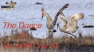 The Dance of Sandhill Cranes