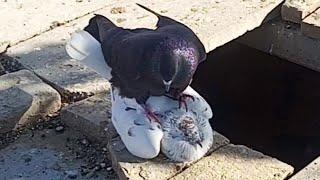 How Birds Do Mating | Pigeons Mating | Love Birds Mating Sound | Birds Mating | Aashiq Noor