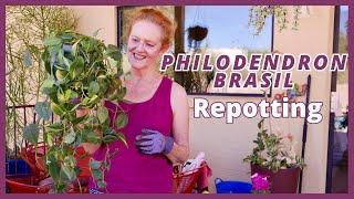 PHILODENDRON BRASIL Repotting + Planting Cuttings / JoyUsGarden