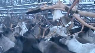 83RUS. Nenets AO. Reindeer