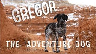 Gregor The Adventure Dog | #AdventuresWithGregor