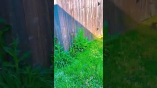 Lawn edging process part 38 | how to edge around trees safely