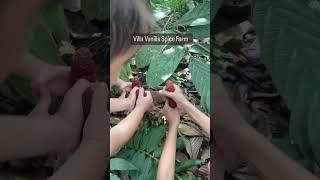 Villa Vanilla Spice Farm Costa Rica 