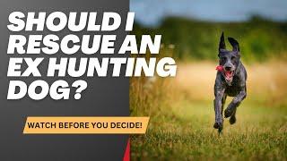 Should I rescue an ex hunting dog?