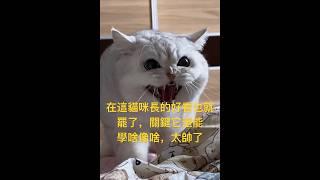 这猫咪长的好看也就罢了，关键它还能学啥像啥，太帅了！#搞笑萌宠#搞笑＃谁说猫猫没有表情的#猫咪的迷惑行为 ＃动物成精#每天笑一笑#猫咪