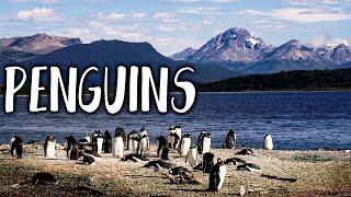 Penguin Tour in Ushuaia | Final Days in Ushuaia