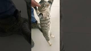 Funny Moments That YOU Won't BelieveCrazy Kitty Antics Caught on Camera #shortvideo