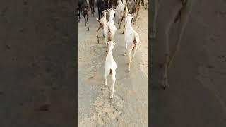 OMG goot animal voice goot baby cute  #latif #villagelife #nature #villagelifeinindia #cow #goot