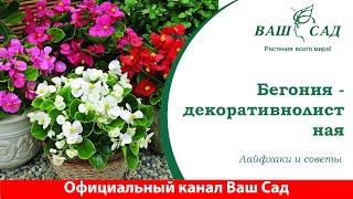 Бегония декоративно-лиственная - советы по уходу. Ваш сад