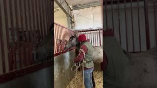 Filly, Tyra, Saved From Auction - Halter Breaking Process