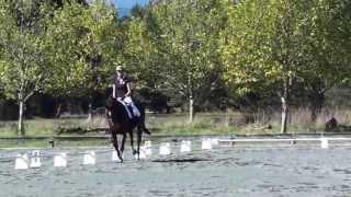 Kingcroft Romeo aka Bill