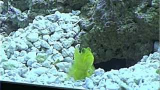 Goby and Pistol Shrimp (Crushed Coral)