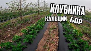 Клубника кальций + бор